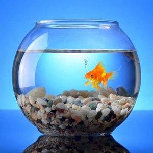 Fish Bowl Aquarium